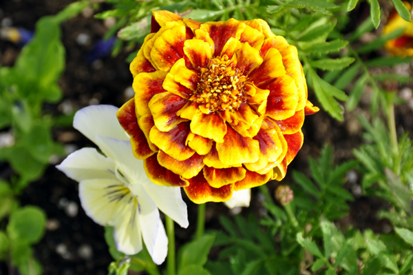flower at Delta Junction